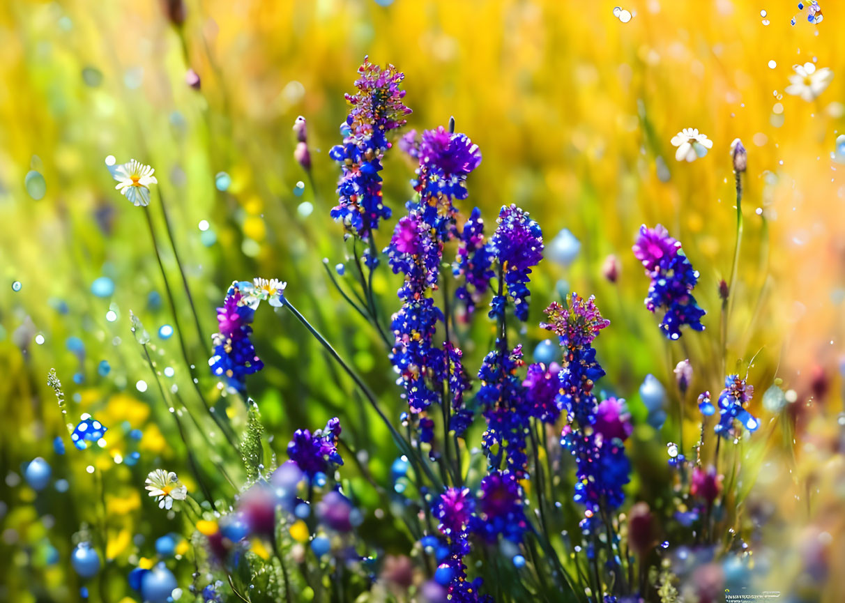 Colorful Wildflowers in Sunlit Field with Bokeh Background