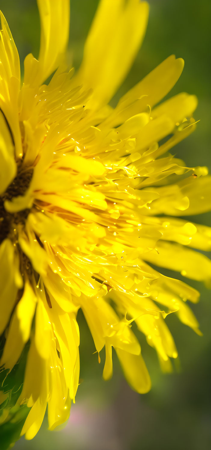 Detailed close-up of vibrant yellow dandelion petals and dewdrops on soft green backdrop