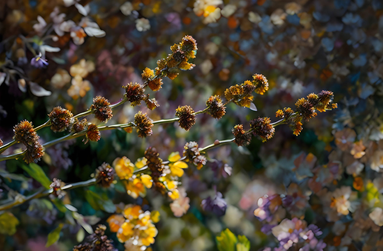 Colorful wildflowers in close-up with bokeh effect background