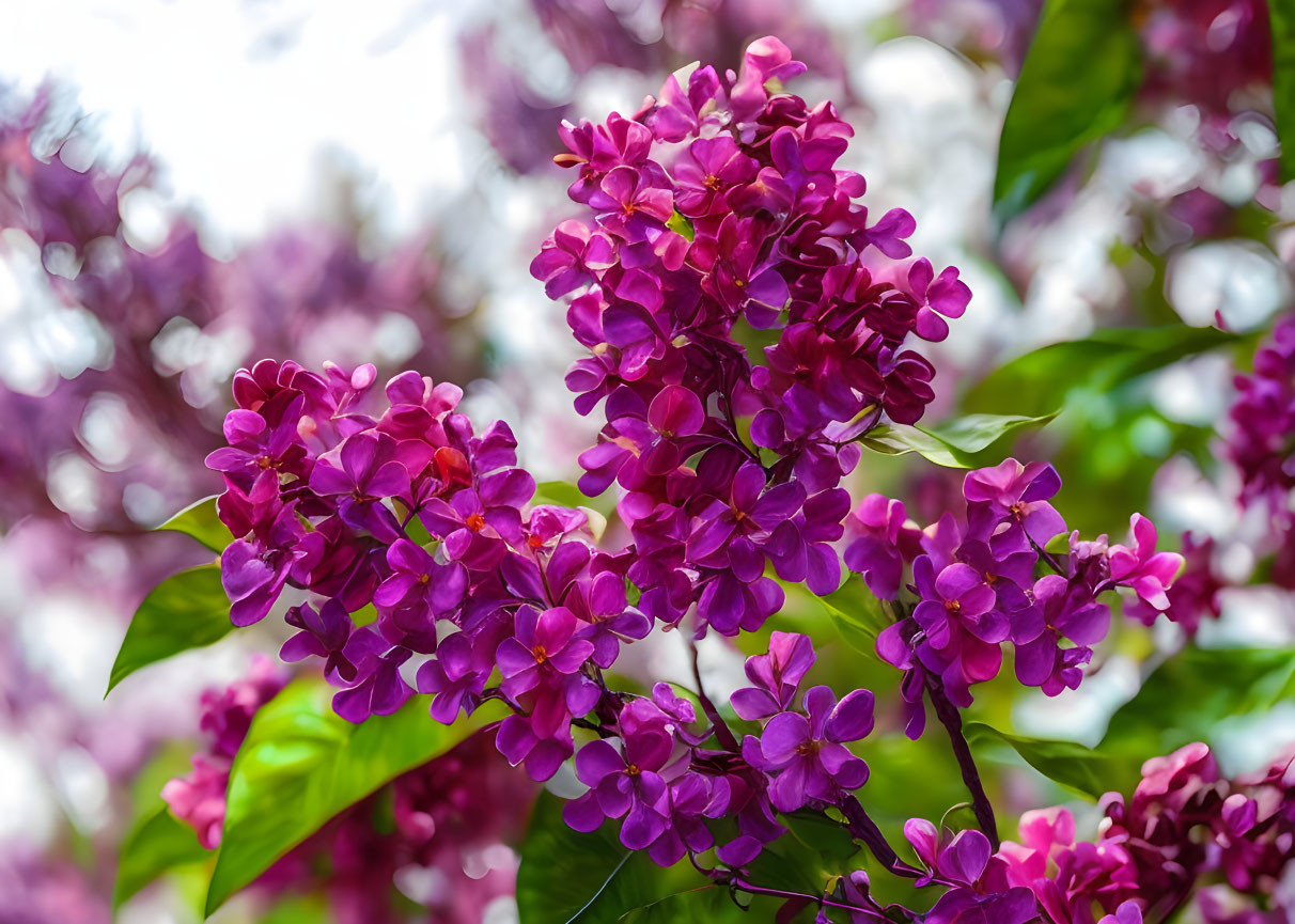 Blooming purple lilac flowers with green leaves on a sky backdrop