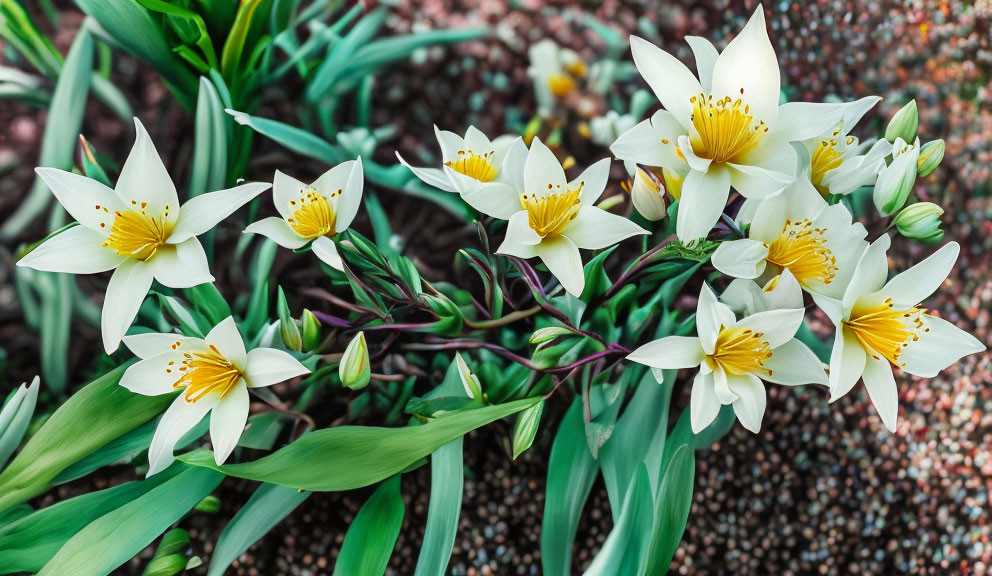 White and Yellow Tulips with Green Leaves on Blurred Rock Background