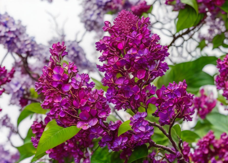 Vibrant purple lilac flowers on green leaves backdrop