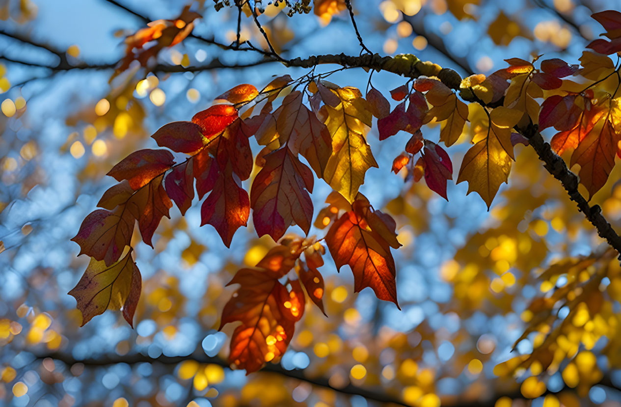 Vibrant red and yellow autumn leaves in sunlight against clear blue sky