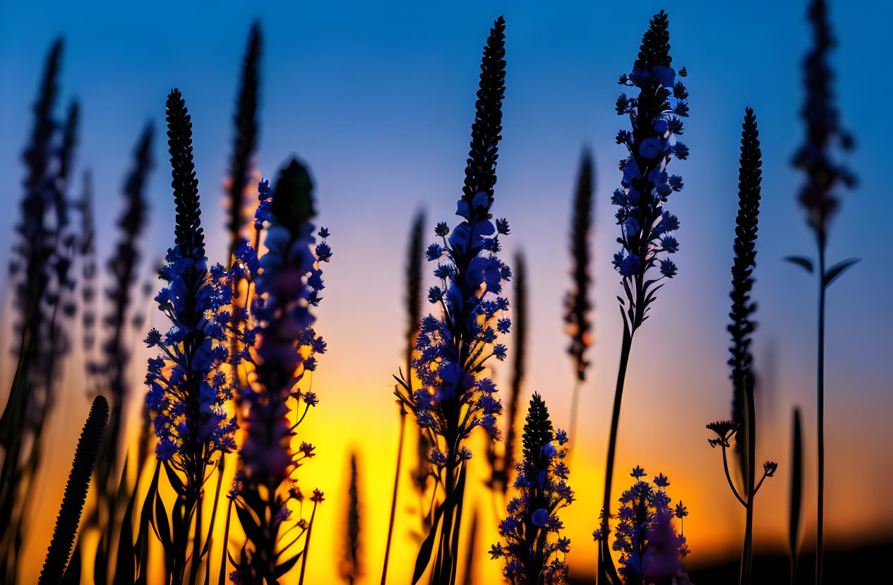 Vibrant Sunset Silhouetted Flowers in Orange and Blue Sky