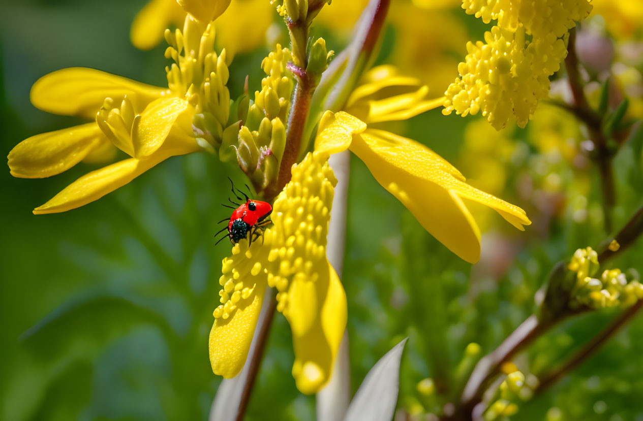 Vibrant red ladybug on yellow flowers with green foliage