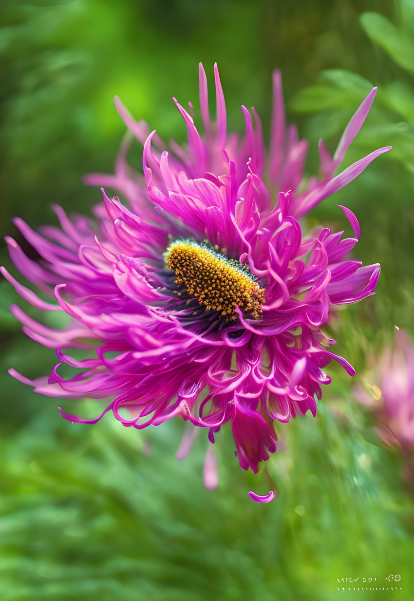 Pink Flower with Elongated Petals and Yellow Center on Blurred Green Background