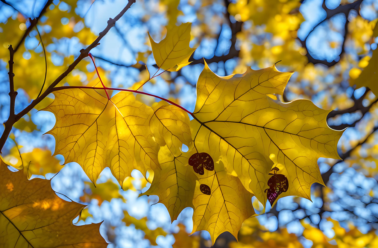 Vivid Autumn Leaves Against Blue Sky and Sunlight