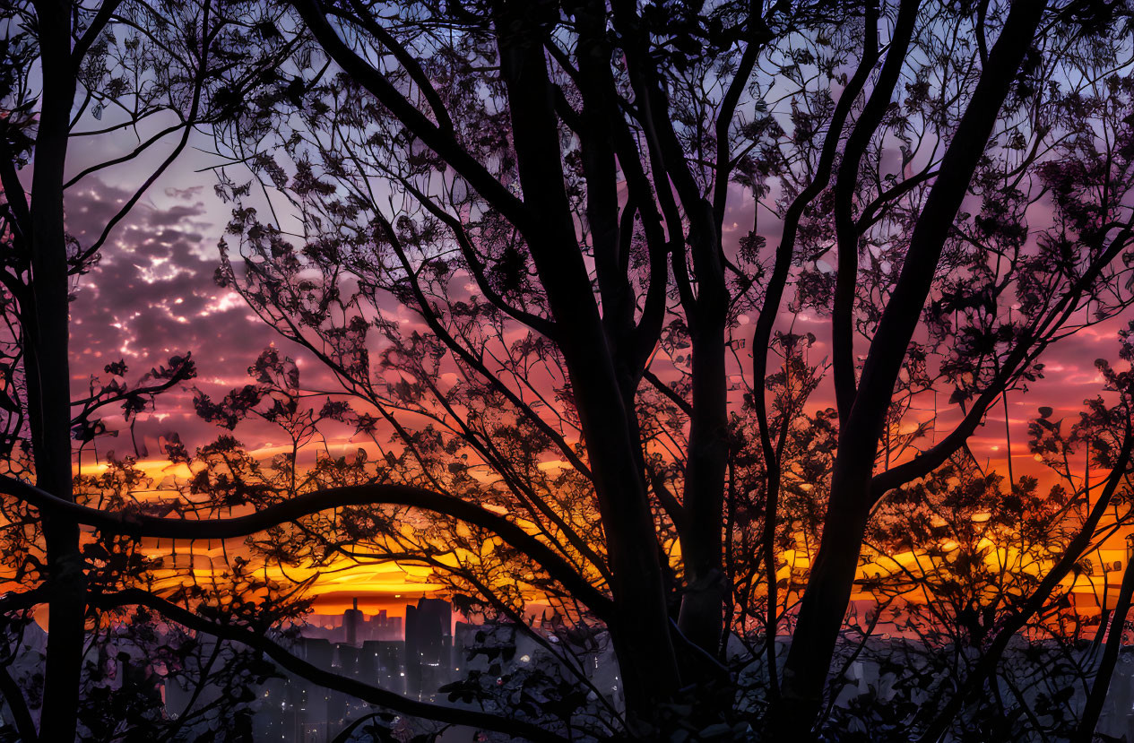 Colorful city sunset behind silhouetted tree branches in purple, pink, and orange.