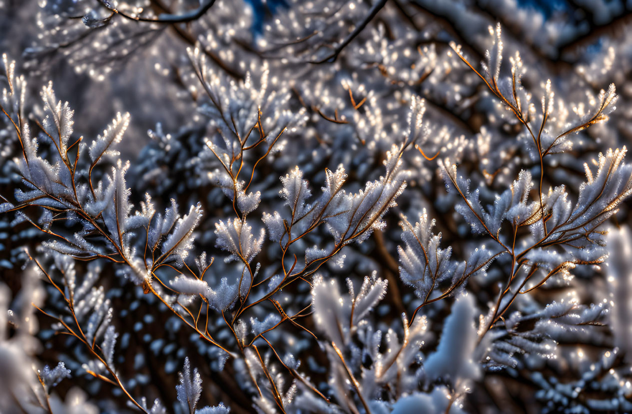 Winter morning scene: Delicate frost-covered branches with sparkling patterns.