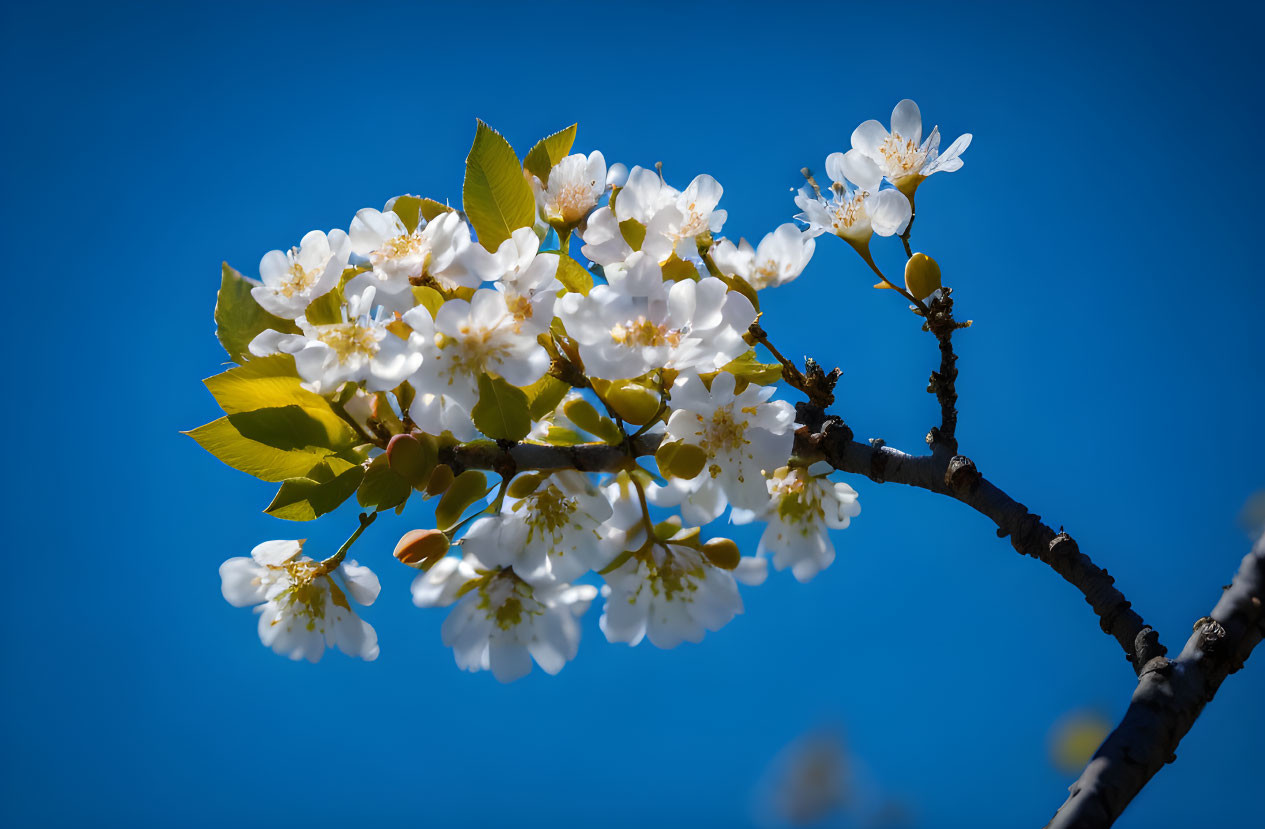 White Cherry Blossoms Branch on Clear Blue Sky