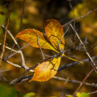 Stylized bird with leaf wing in autumn foliage and berries