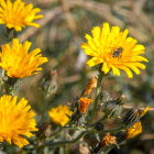 Colorful Pointillistic Yellow Flowers on Circular Background