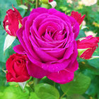 Colorful rose bouquet with magenta bloom and red buds surrounded by green leaves