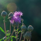 Colorful flower surrounded by blue and purple petals and shimmering green foliage.