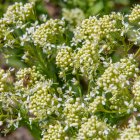 Fresh green flowers with water droplets under bright light