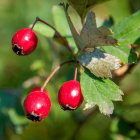 Vibrant red berries with dew drops on green shrub in forest setting