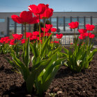 Bright red tulips and greenery against modern building and clear skies