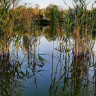 Colorful forest and circular trees reflected in serene lake - vibrant nature meets fantasy