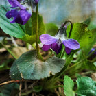 Colorful painting of green foliage, blue and white flowers, and purple petals.