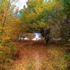 Vibrant Autumn Forest with Winding Path and Misty Glow