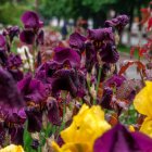 Colorful Bouquet with Purple, Pink, and Yellow Flowers & Greenery