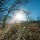 Tranquil forest pathway with sunlight filtering through branches