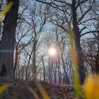 Stylized forest scene with woman holding glowing orb and oversized flowers