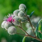 Close-Up of Thistle Flowers with White Fluff and Pink Bloom on Blurred Green Background