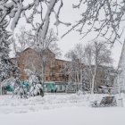 Snow-covered trees and colorful village in serene winter scene