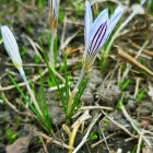 Purple and White Crocuses with Morning Dew and Green Leaves