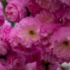 Detailed View of Pink Cherry Blossoms in Full Bloom