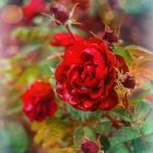 Red and Purple Flower Bouquet with Yellow Accents on Snowy Blue Background