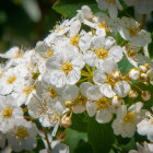 Vibrant white flowers with yellow stamens and green foliage close-up.