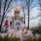 Golden-Domed Building Surrounded by Blooming Trees and Flowers