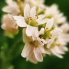 Delicate white flowers in bloom with soft petals on blurred green background