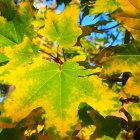 Bright yellow-green leaves with water droplets, blossoming bud, and colorful bokeh.