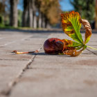 Fresh apple with leaves on autumn path surrounded by fallen leaves and trees under clear sky