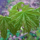 Detailed green leaf with water droplets on whimsical purple-blue background