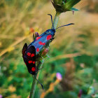 Colorful Butterfly Resting on Green Plant with Sunlit Foliage