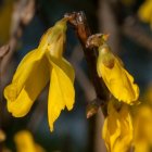 Vibrant yellow flowers with dew drops on petals in dark backdrop