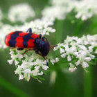 Red ladybug with black spots on white flowers in green background