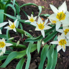 White and Yellow Tulips with Green Leaves on Blurred Rock Background