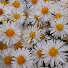 White and Yellow Flower Cluster with Golden Centers and Pink-Tinged Petals