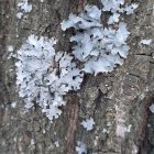 Detailed Monochrome Surreal Tree in Forest Setting