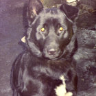 Mystical black dog with glowing eyes in dreamy forest scene