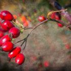 Red Rose Hips on Branch with Green Leaves in Autumn Scene