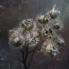 Snow-covered star-shaped plants in brown and white under gentle snowfall