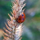 Red ladybug with black spots on fluffy beige plant spikelet.