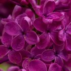 Close-up Purple Flower with Intricate Petals on Green Background