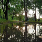 Vibrant swirling trees by reflective water at dusk